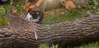 Best Tree Health Inspection  in Rustburg, VA