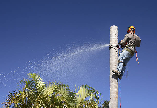 Best Palm Tree Trimming  in Rustburg, VA